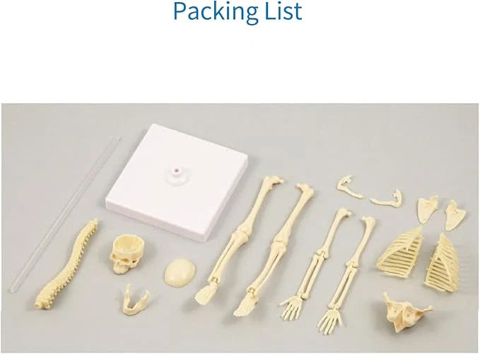 Anatomy toy