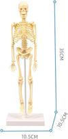 Anatomy toy