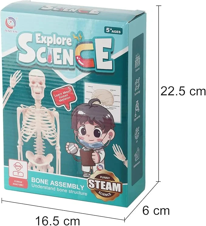 Anatomy toy