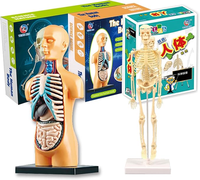 Anatomy toy