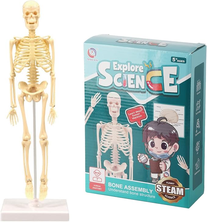 Anatomy toy